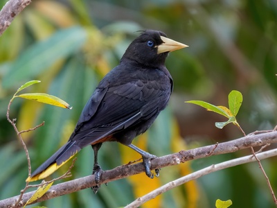 Crested Oropendola