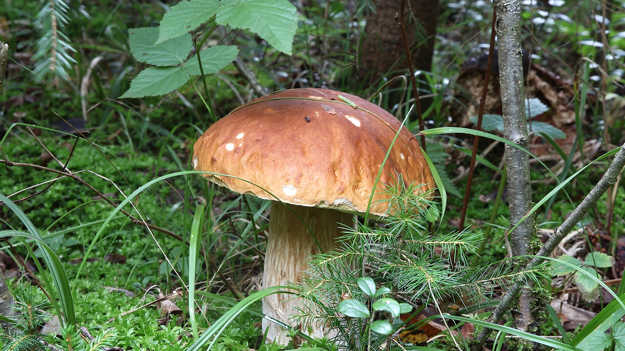 Assortment of culinary mushrooms (shiitake, oyster, chanterelle) on a wooden board
