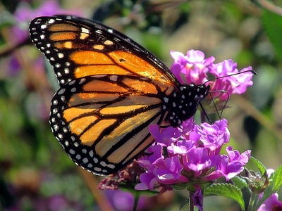 Danaus plexippus