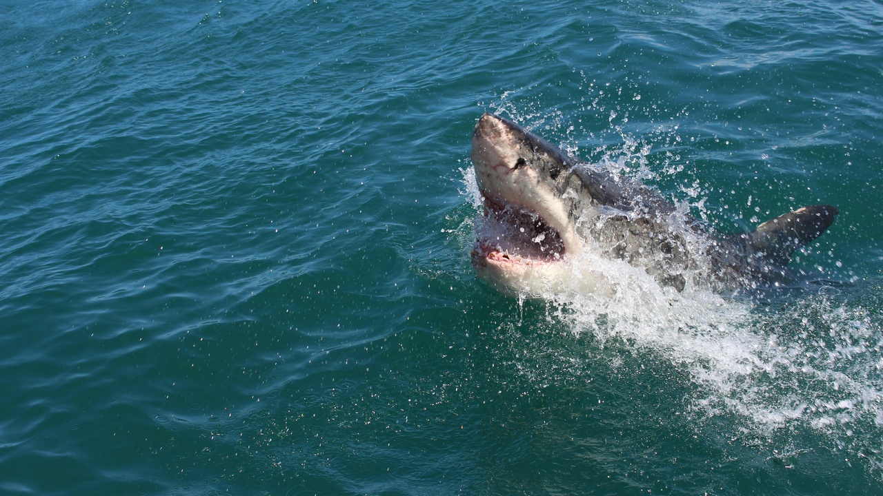 Sea surface with a dorsal fin cutting through the water, illustrating shark behavior