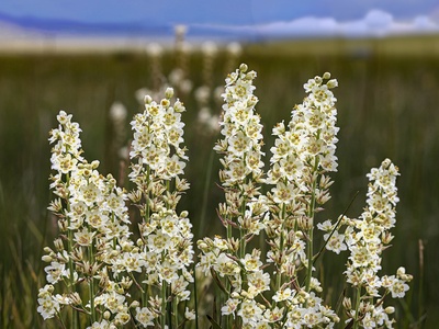 Death camas