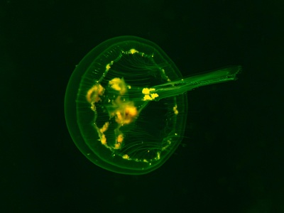 Dinoflagellate cell