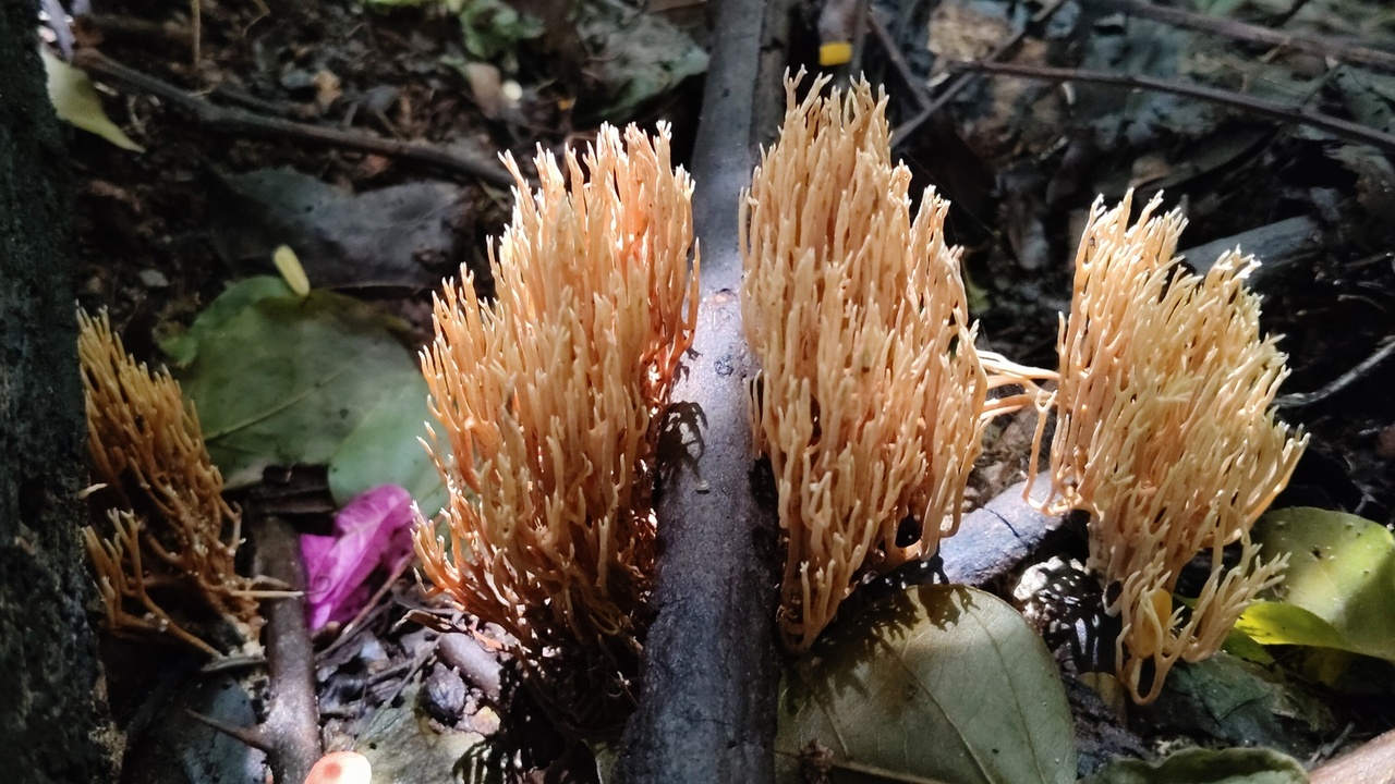 Fungal mycelium and mushrooms among tree roots illustrating mycorrhizal networks