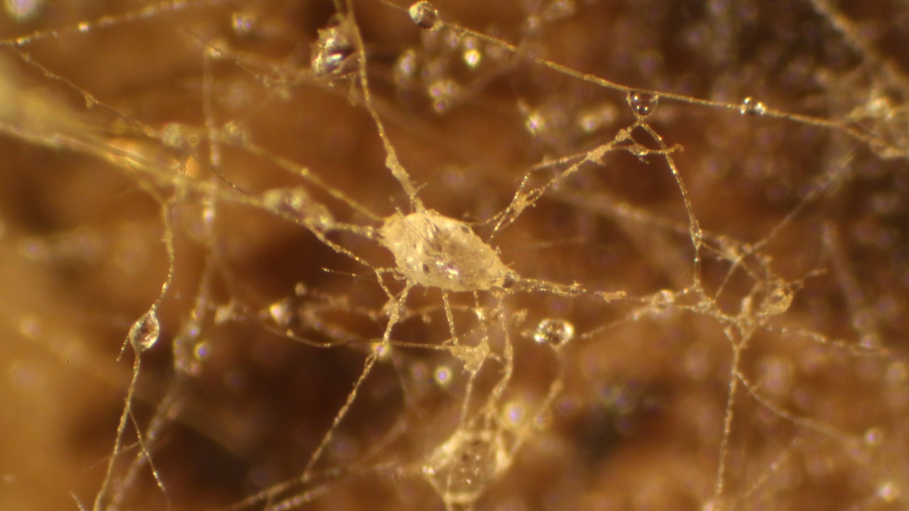 Fungi used in bioremediation and mycorrhizal restoration efforts