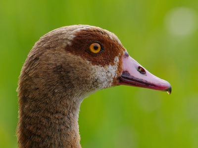 Egyptian Goose