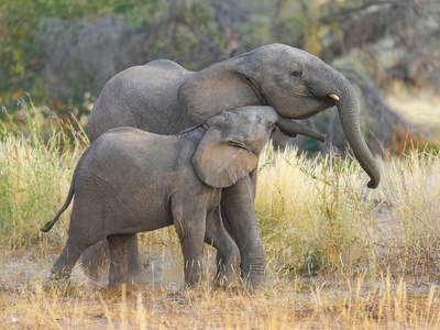 Elephants
