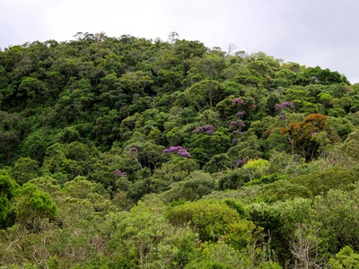 Endemic biodiversity (plants & animals)