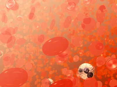 Erythrocyte (red blood cell)