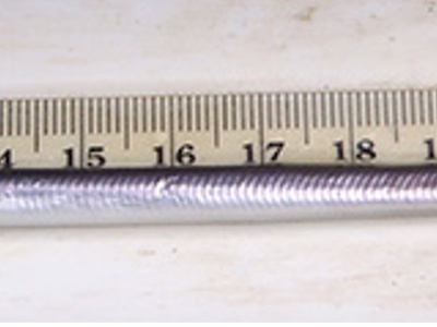 European river lamprey