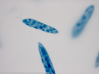 Flagellate protist cell