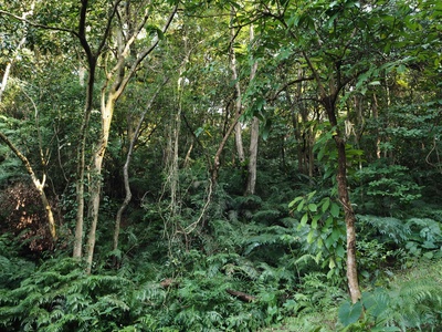 Forest area (natural & plantation)