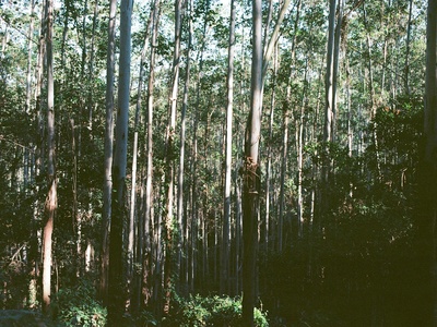 Forests and timber (including mahogany)