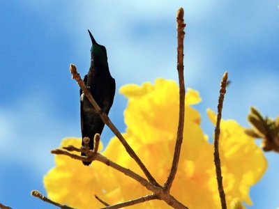 Fork-tailed Woodnymph