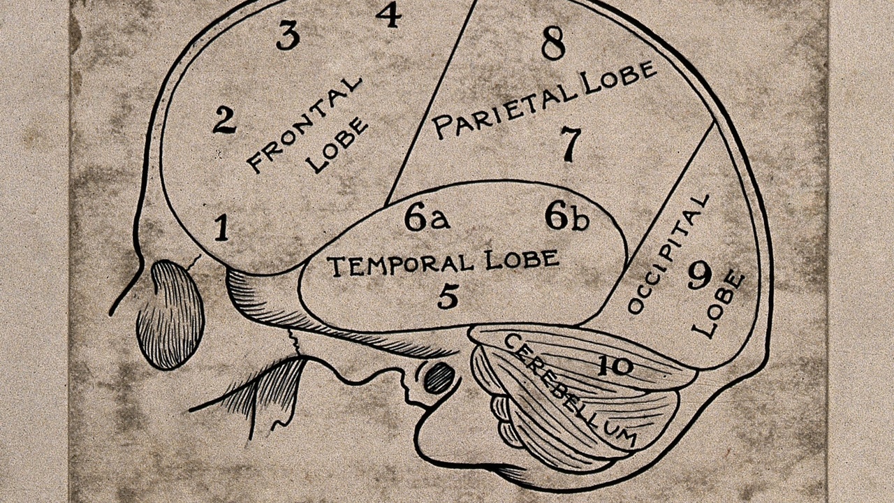 Illustration of brain anatomy with neurons and synapses