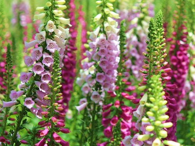 Foxglove
