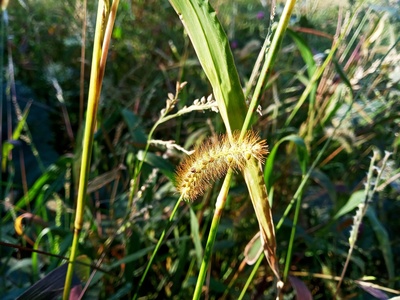 Foxtail millet