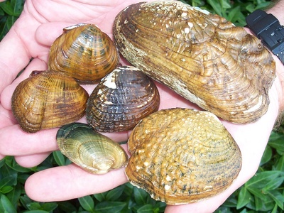 Freshwater mussels