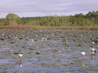Freshwater wetlands