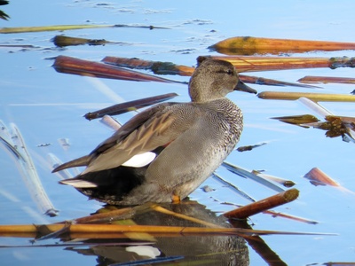 Gadwall