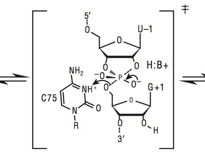 General acid–base catalysis