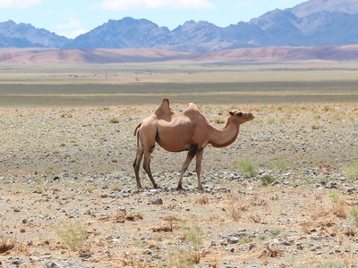 Gobi Desert