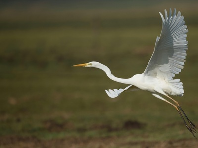 Great Egret