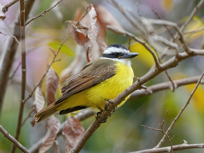 Great Kiskadee