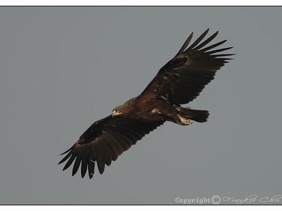 Greater Spotted Eagle