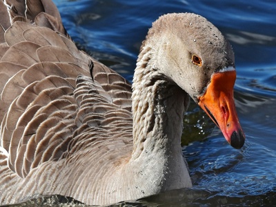 Greater White-fronted Goose