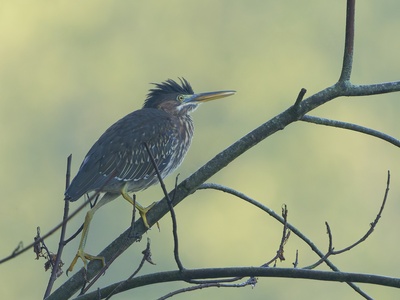 Green Heron