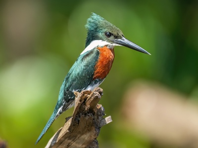 Green Kingfisher