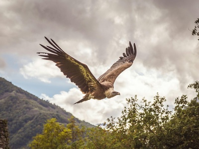 Griffon Vulture
