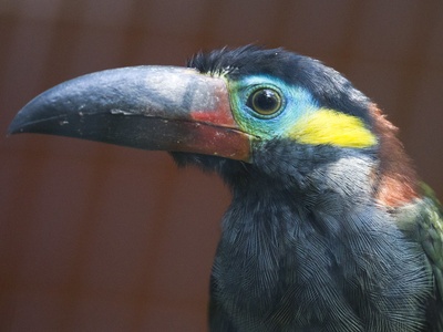 Guianan Toucanet