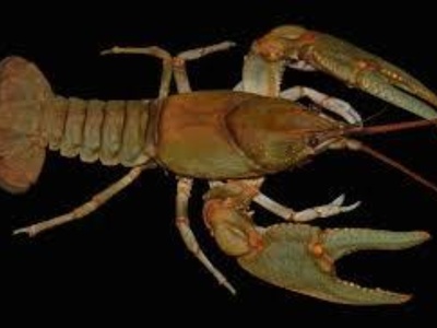 Guyandotte River Crayfish