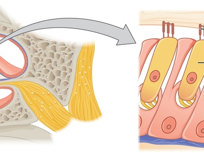Hair cell (auditory)