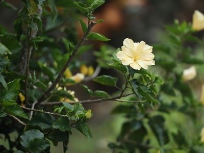 Hawaiian yellow hibiscus