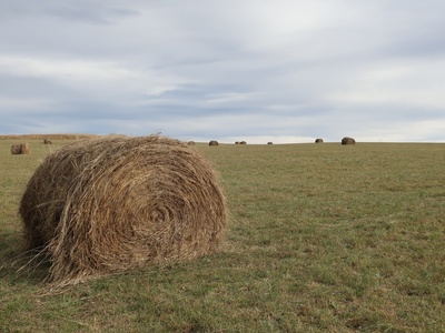 Hay