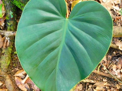 Heartleaf philodendron