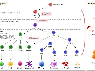 Hematopoietic stem cell
