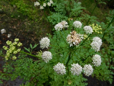 Hemlock water-dropwort