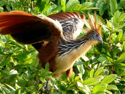 Hoatzin