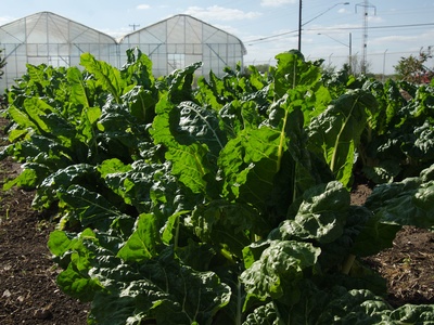 Human growth and nutrition