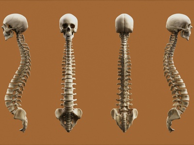 Human osteology