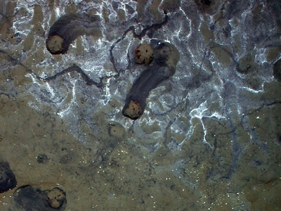 Hydrothermal vents & cold seeps