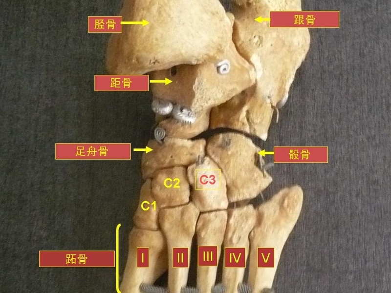 Short Bones: The Complete List - 33Science
