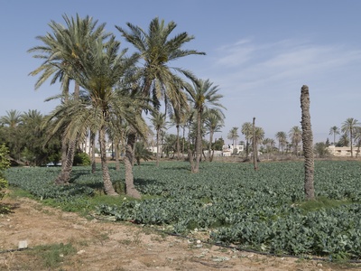 Irrigated agricultural land