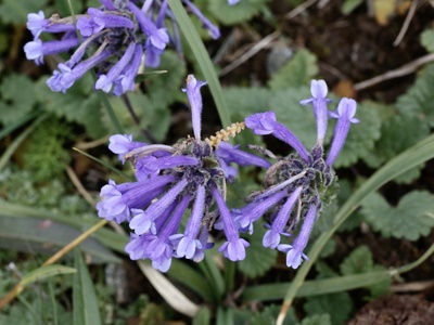 Issyk-Kul Dracocephalum