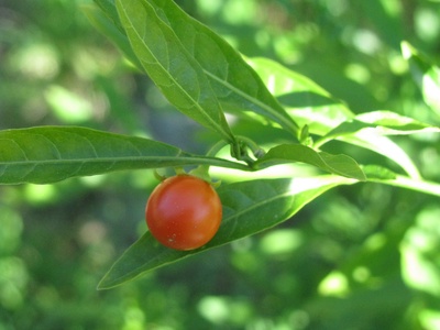 Jerusalem cherry