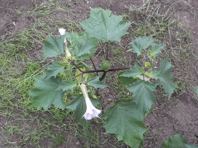 Jimsonweed
