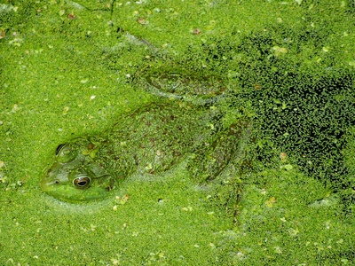 Junín Water Frog